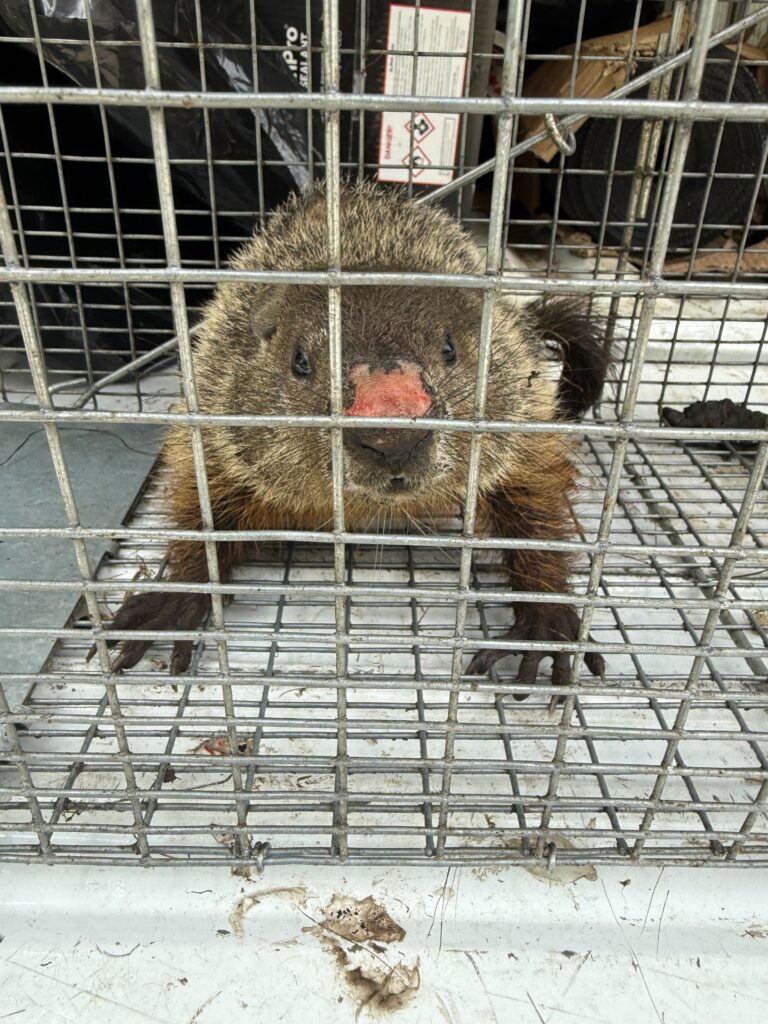Wildlife Control Ensley Center