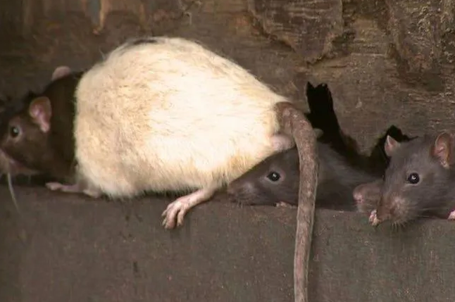 Wildlife Control Ensley Center